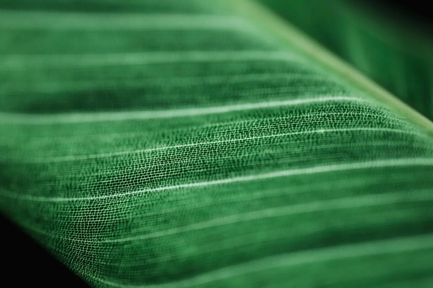 Detailansicht eines grünen Blattes