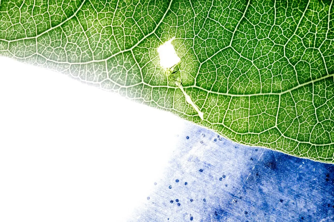 Detail eines grünen Blattes